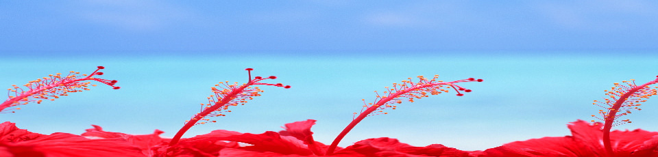 PENSION HIBISCUS LA DIGUE - La Digue