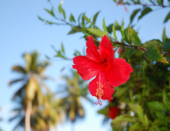 PENSION HIBISCUS LA DIGUE - La Digue