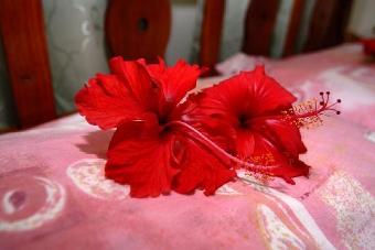 PENSION HIBISCUS LA DIGUE - La Digue