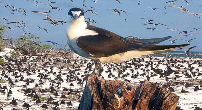 BIRD ISLAND LODGE - Bird