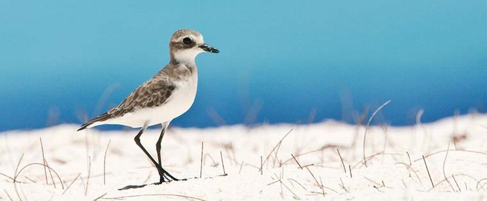 BIRD ISLAND LODGE - Bird